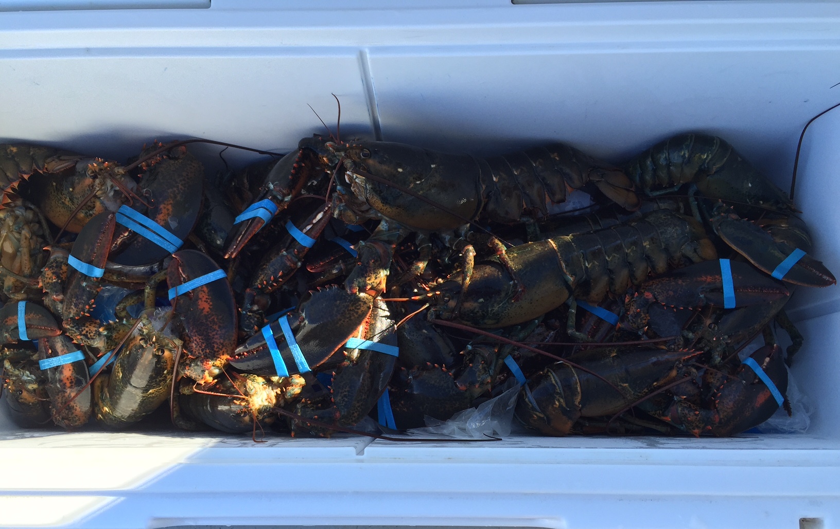 Buy cape cod fresh lobsters