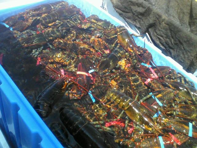 Buy Fresh Lobsters